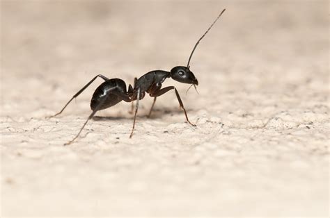 螞蟻聚集